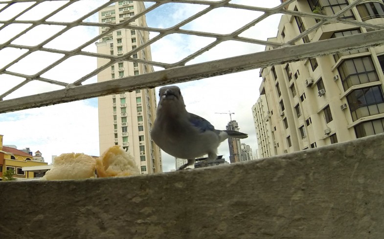 Fashion week ornitho : bleu gris