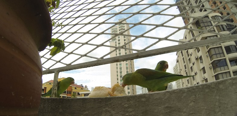 Fashion week ornitho : vert