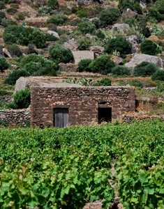 pantelleria226